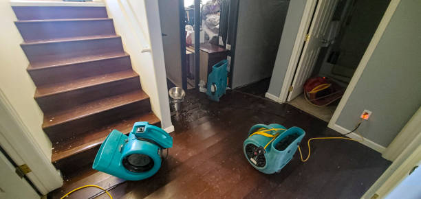 Best Mold removal after water damage  in Lemmon, SD